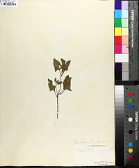 Chenopodium bonus-henricus image