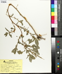 Amaranthus spinosus image