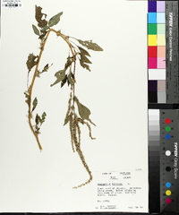 Amaranthus spinosus image