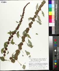 Amaranthus tuberculatus image