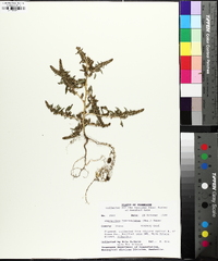 Amaranthus tuberculatus image