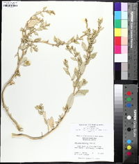 Atriplex mucronata image