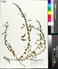 Amaranthus tuberculatus image