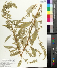 Amaranthus tuberculatus image