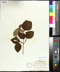 Image Associated With the Occurence
