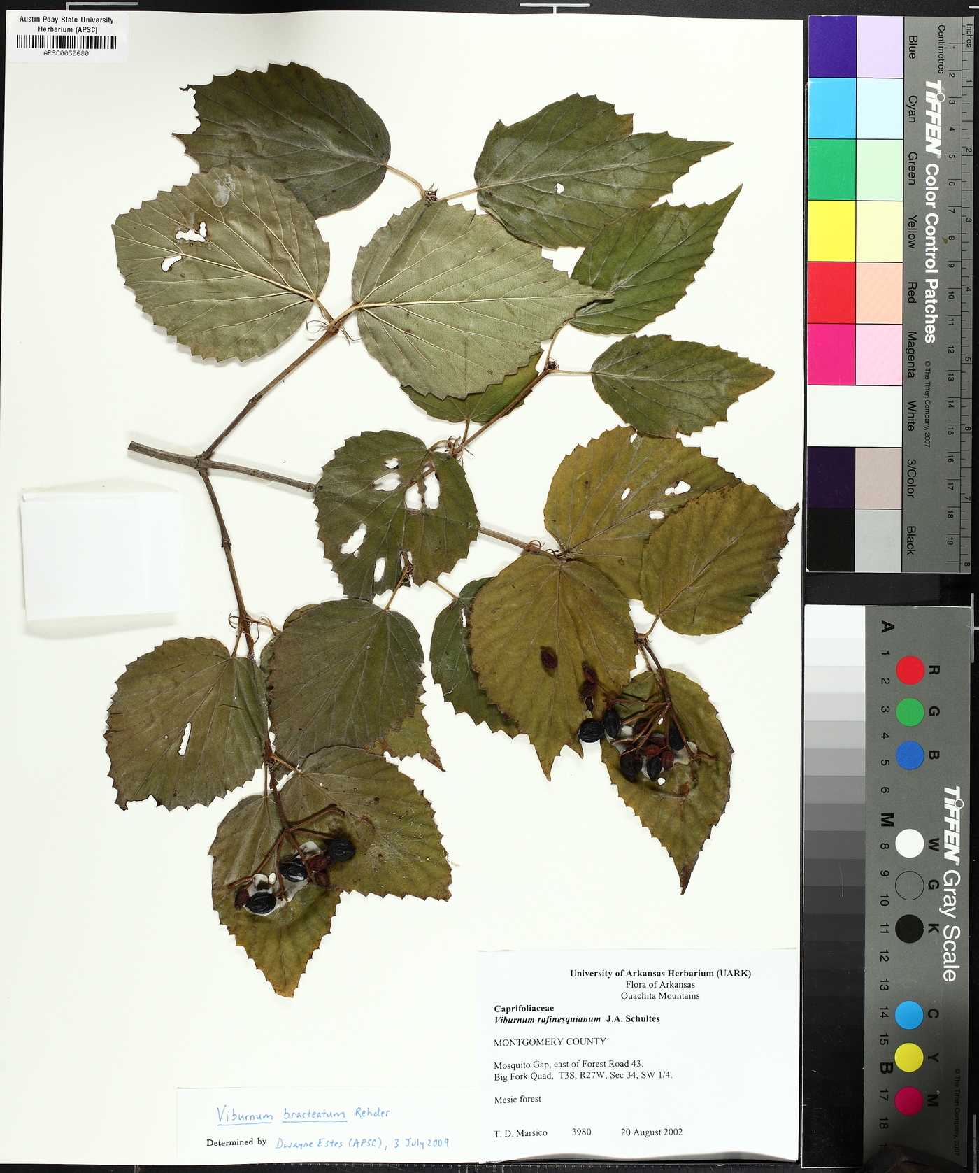 Viburnum bracteatum image