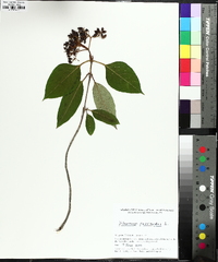 Viburnum cassinoides image