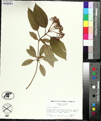 Viburnum cassinoides image