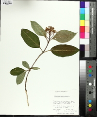 Viburnum cassinoides image