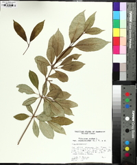 Viburnum cassinoides image
