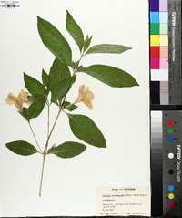 Ruellia strepens image