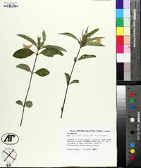 Ruellia caroliniensis image