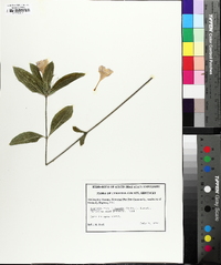 Ruellia caroliniensis image