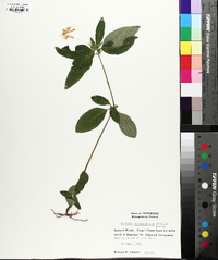 Ruellia caroliniensis image