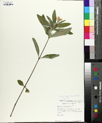 Ruellia caroliniensis image