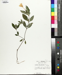 Ruellia caroliniensis image