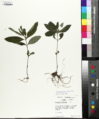 Ruellia caroliniensis image