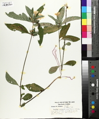 Ruellia caroliniensis image