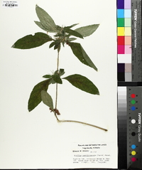 Ruellia caroliniensis image