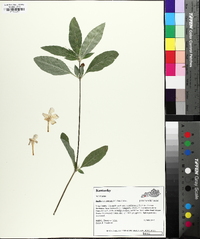 Ruellia caroliniensis image