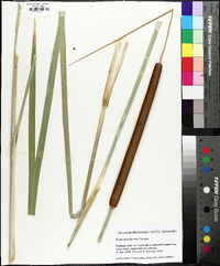 Typha domingensis image