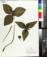 Trillium underwoodii image