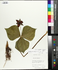 Trillium sulcatum image