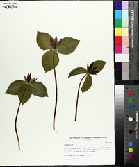 Trillium sessile image