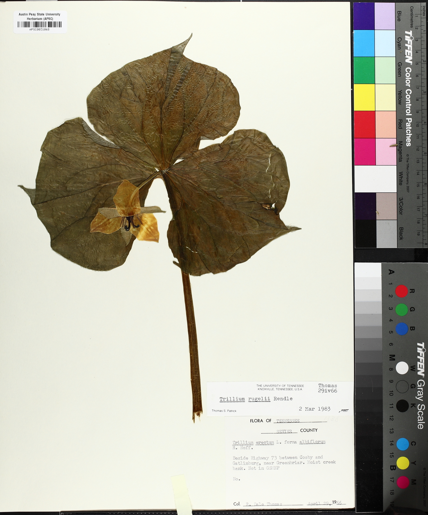 Trillium rugelii image