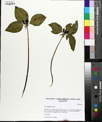 Trillium recurvatum image