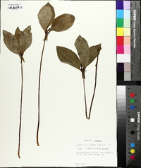 Trillium recurvatum image