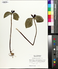 Trillium recurvatum image