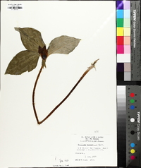 Trillium recurvatum image