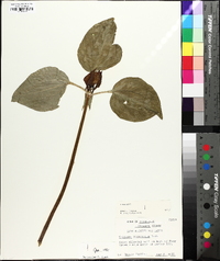 Trillium recurvatum image