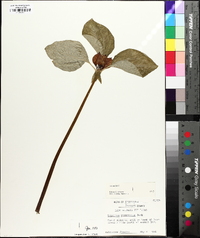 Trillium recurvatum image