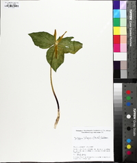 Trillium luteum image