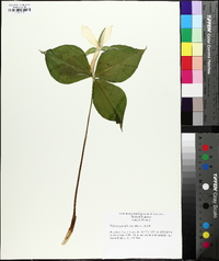 Trillium grandiflorum image