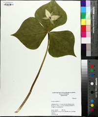 Trillium erectum image