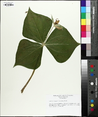 Trillium erectum image