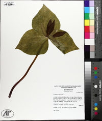 Trillium cuneatum image