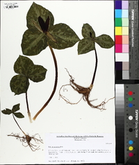 Trillium cuneatum image
