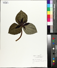 Trillium cuneatum image