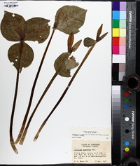 Trillium cuneatum image