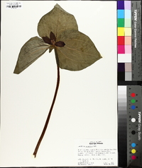 Trillium cuneatum image