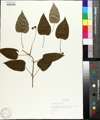 Smilax pulverulenta image