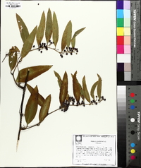 Smilax laurifolia image