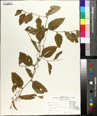 Smilax laurifolia image