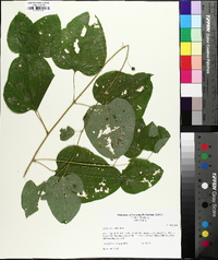 Smilax lasioneura image