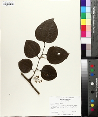 Smilax tamnoides image