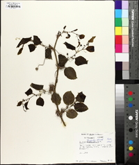 Smilax tamnoides image